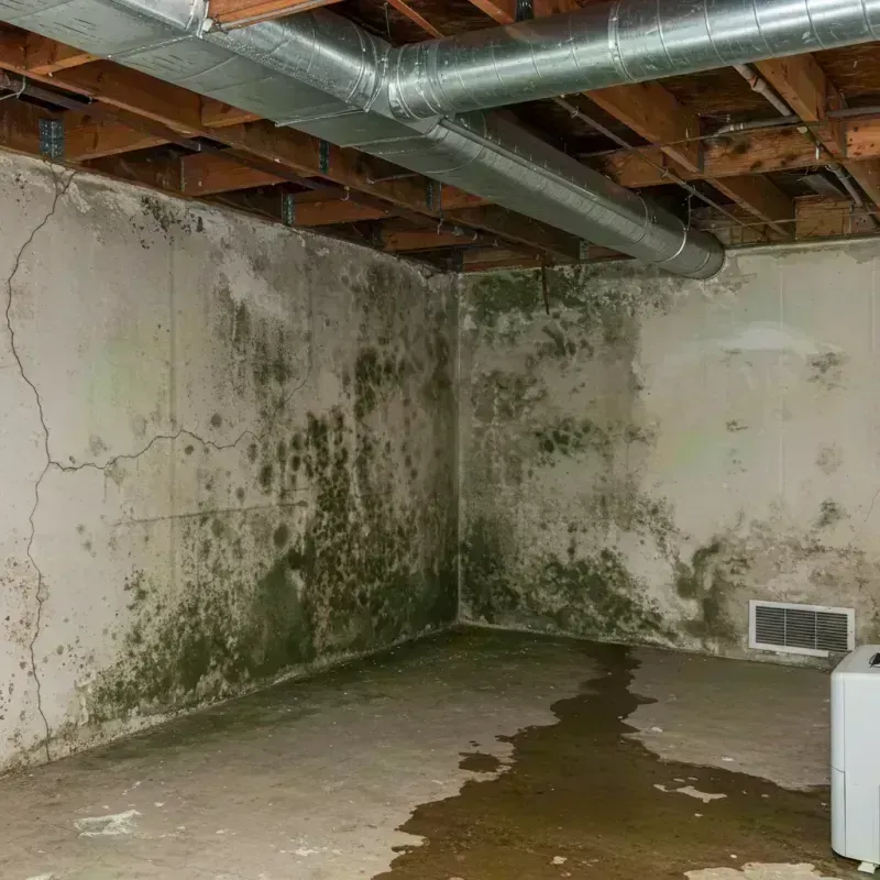 Professional Mold Removal in Boulder, CO